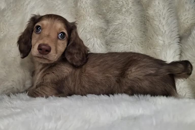 Chocolate Cream Longhair Male 