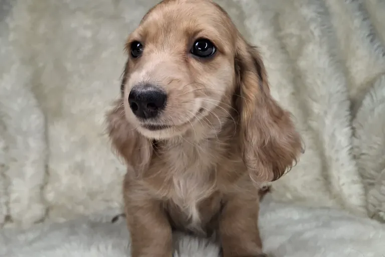 Chocolate & Cream Dapple Longhair Female