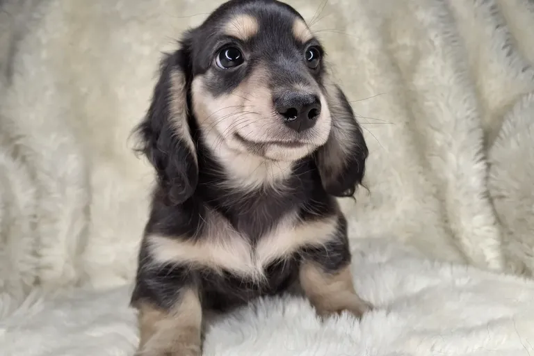 Black & Cream Longhair Male B