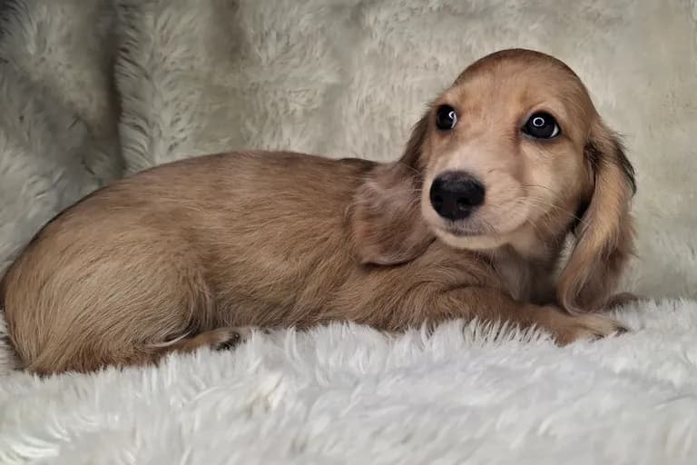 Chocolate & Cream Dapple Longhair Female