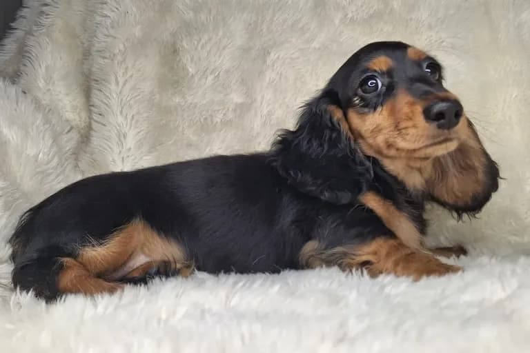 Black & Cream Longhair Female 2