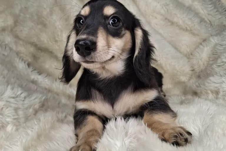 Black & Cream Longhair Male B