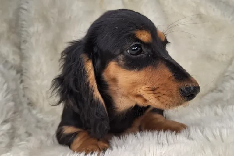 Black & Cream Longhair Female 2