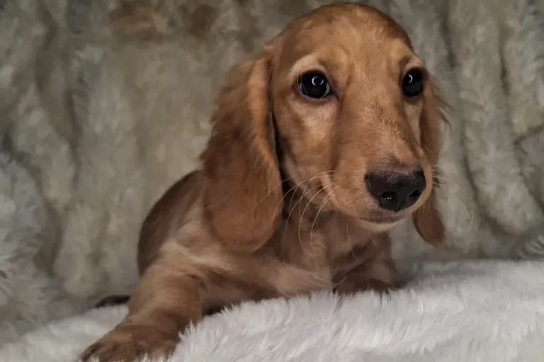 Chocolate Cream Longhair Female 