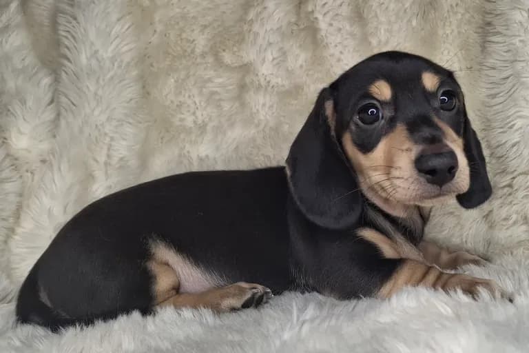 Black & Cream Smooth Male