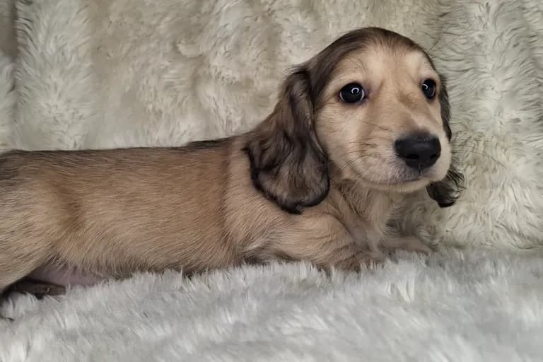 Shaded Cream Longhair Male 