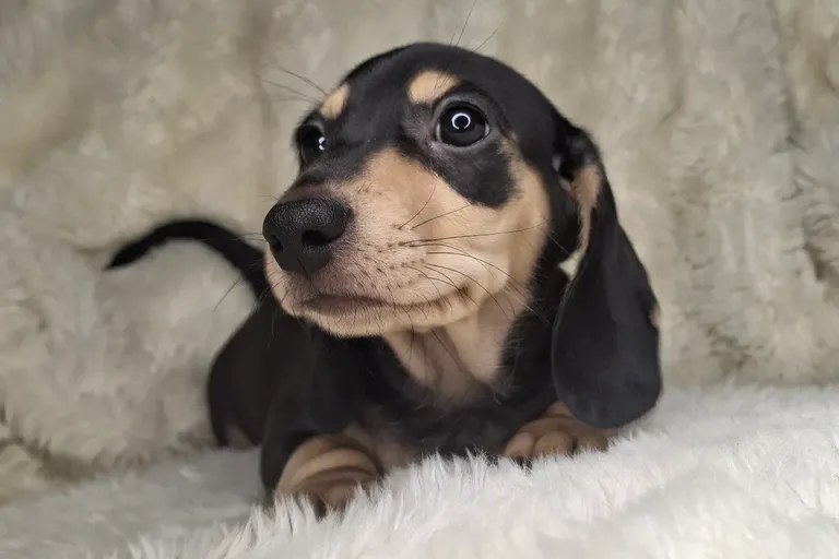 Black & Cream Smooth Male