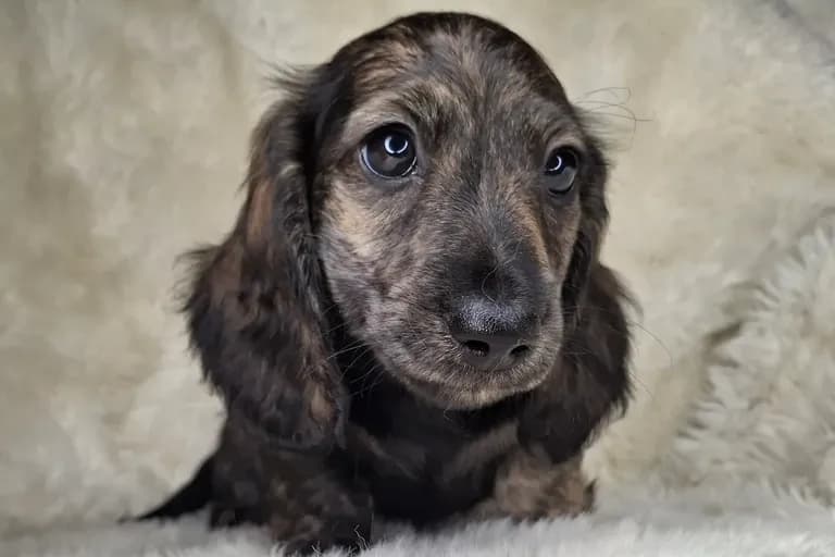 Cream Brindle Longhair Male