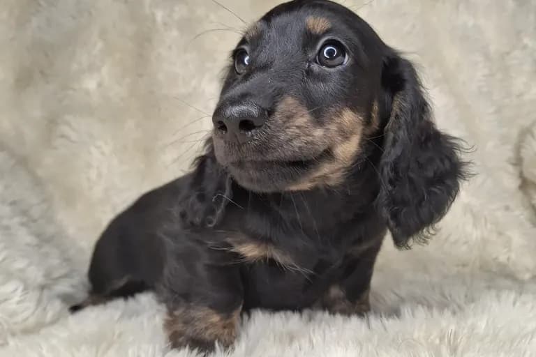 Black with Brindle Points Longhair Male