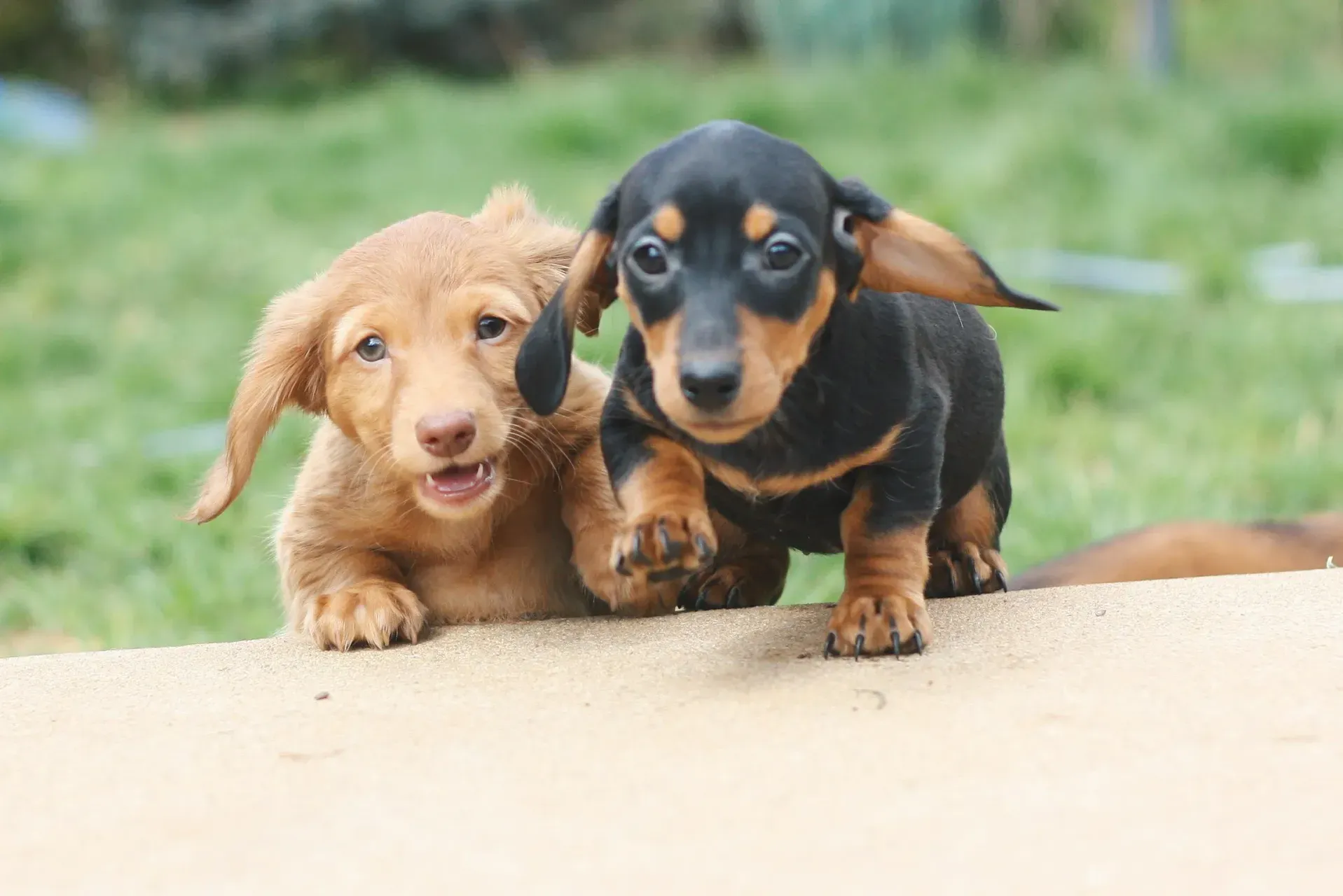 How Many Puppies Can a Dachshund Have?