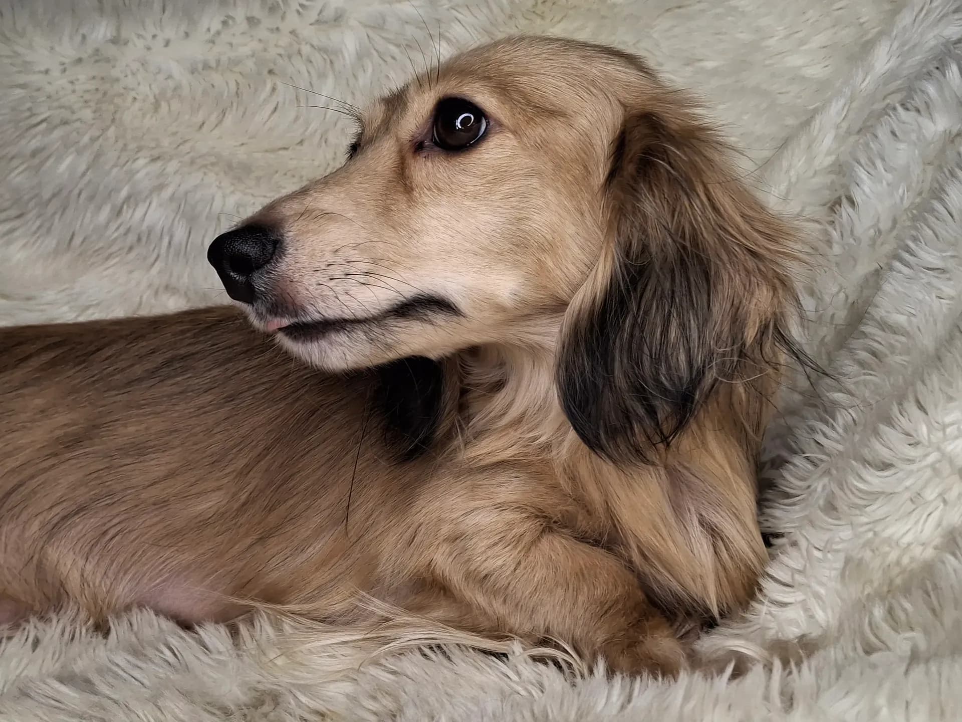 Songcatchers Brandy