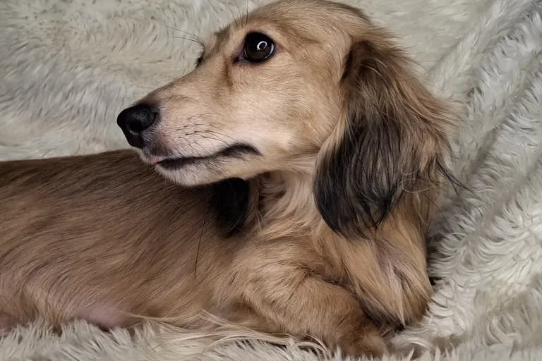 Songcatchers Brandy