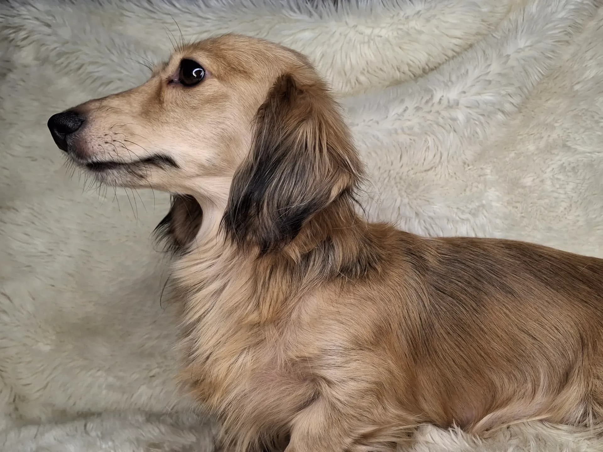 Songcatchers Brandy