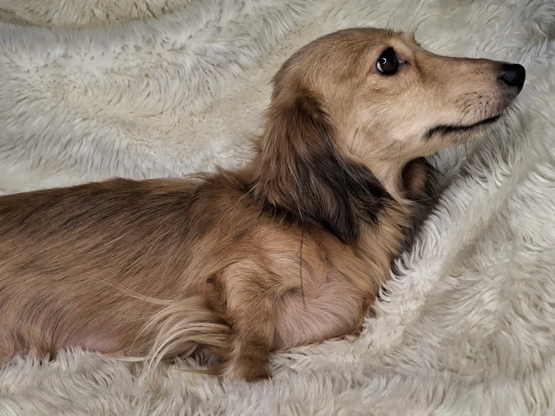 Songcatchers Brandy
