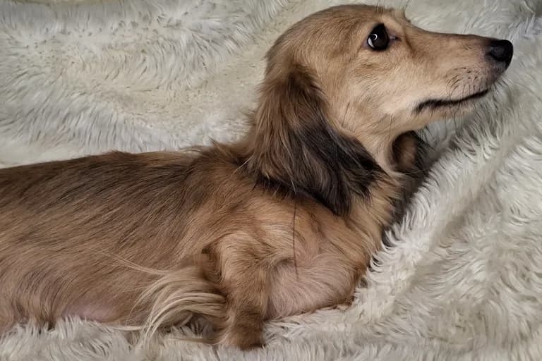 Songcatchers Brandy
