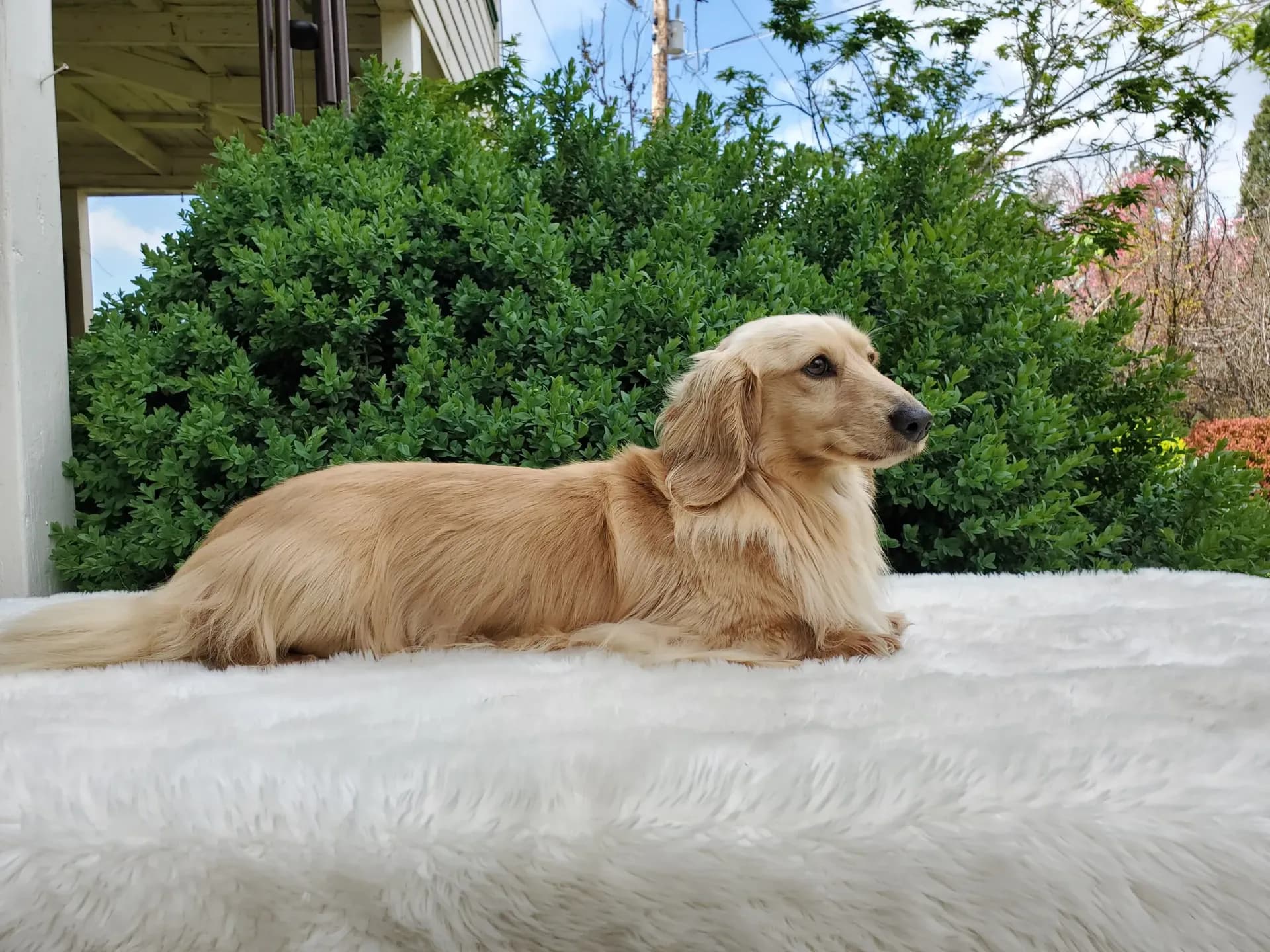 Grendox''s Two Princes "Prince"