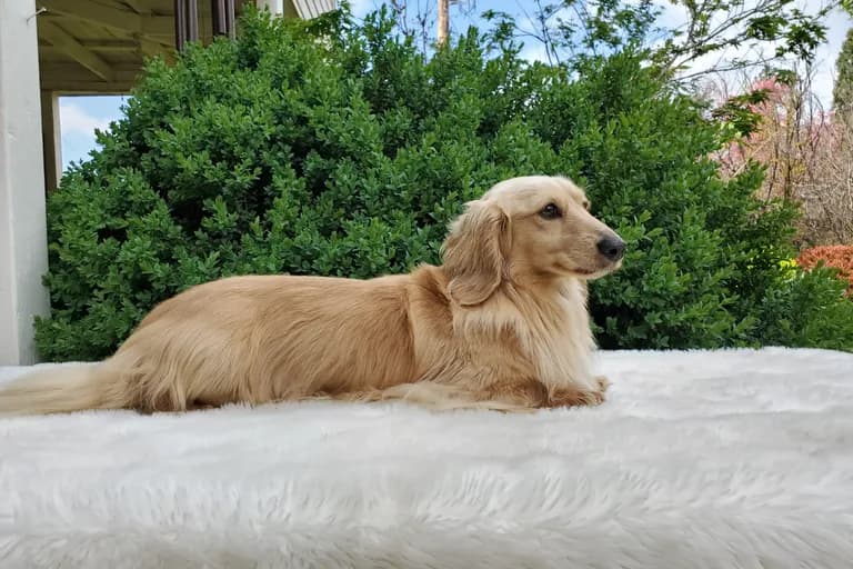 Grendox's Two Princes "Prince"