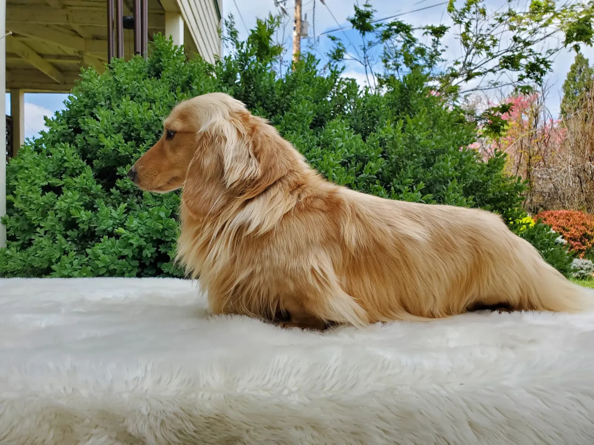 Grendox''s Two Princes "Prince"