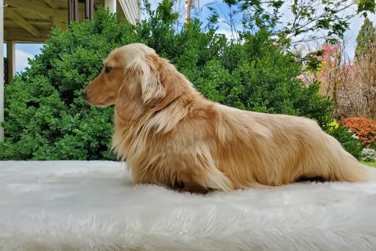 Grendox''s Two Princes "Prince"