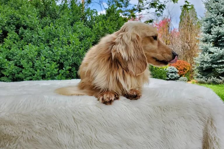 Grendox''s Two Princes "Prince"