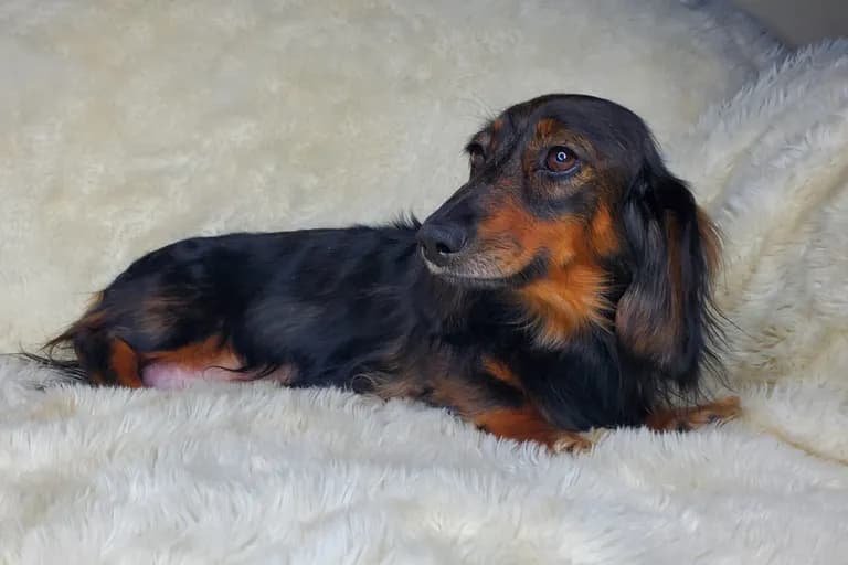Dora Lou