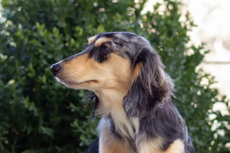 Songcatcher's Betty