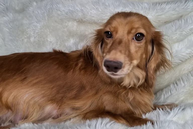 Della