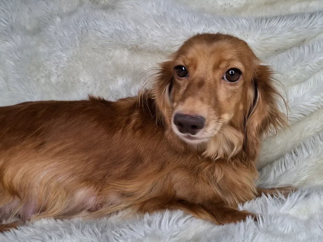 Della