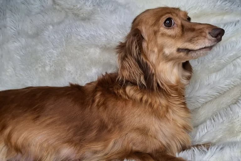 Della