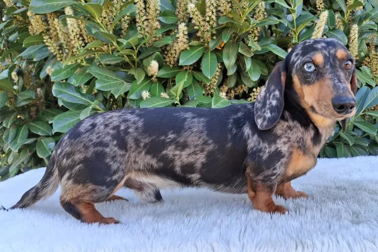 Sigfried 'Ziggy'
