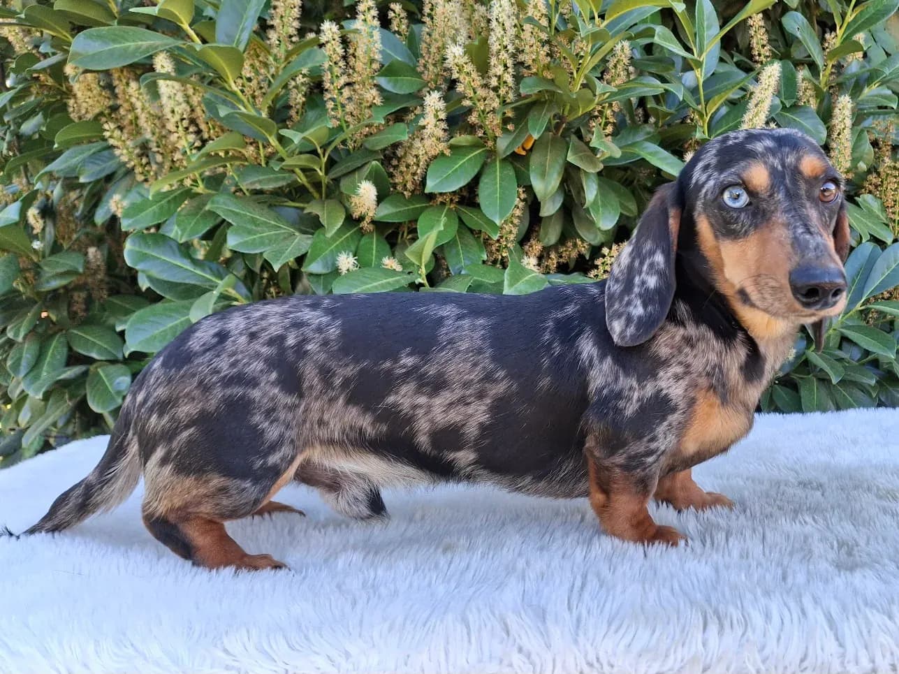 Sigfried 'Ziggy'