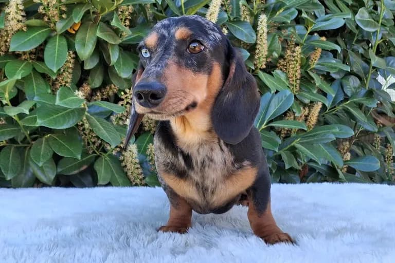 Sigfried 'Ziggy'