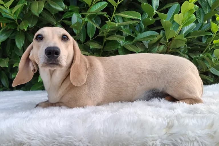 Biscuit