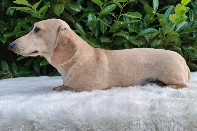 Biscuit