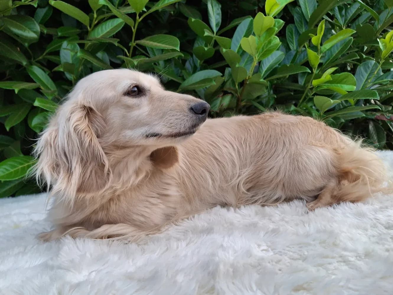Peggy