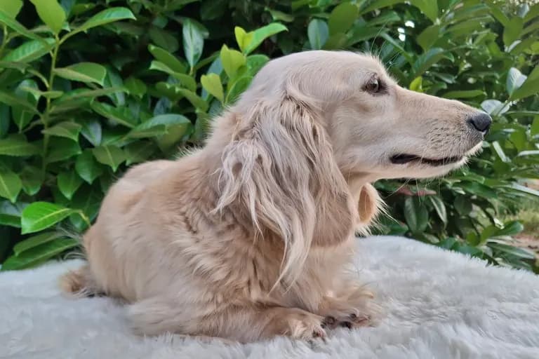 Peggy