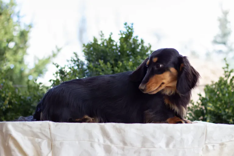 Grendox's Pretty Woman "Julia"