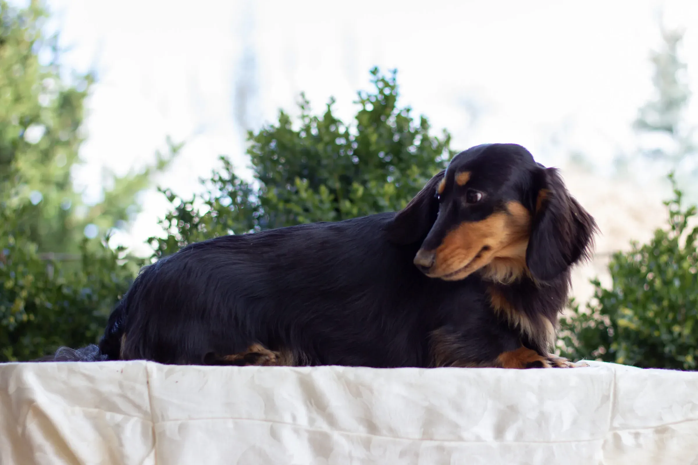 Grendox's Pretty Woman "Julia"