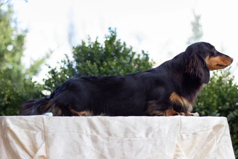 Grendox's Pretty Woman "Julia"