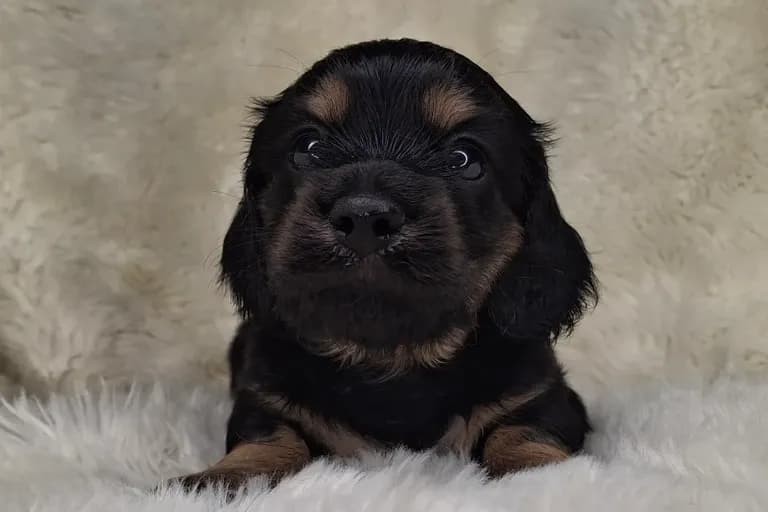 Black & Cream Longhair Male 1