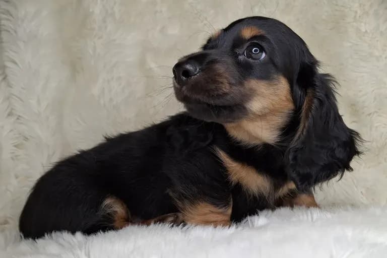 Black & Cream Longhair Male 1