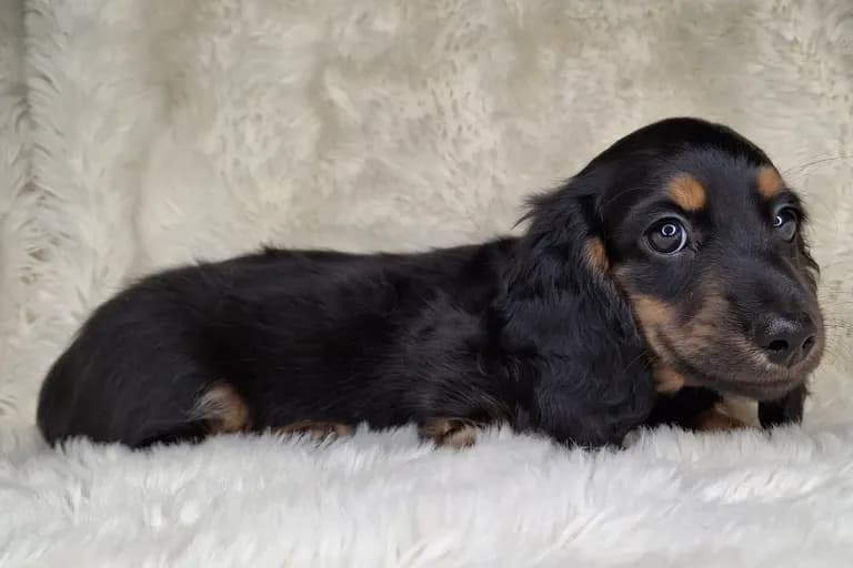 Black & Cream Longhair Male 1