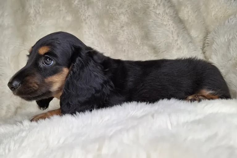 Black & Cream Longhair Male 1