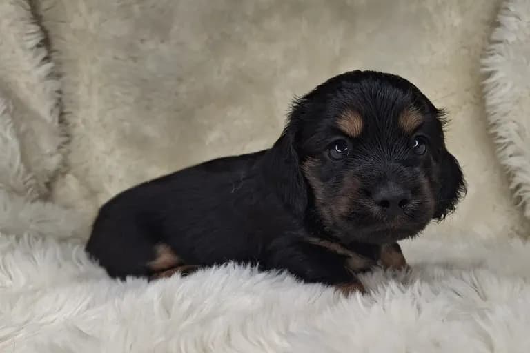 Black & Cream Longhair Male 1