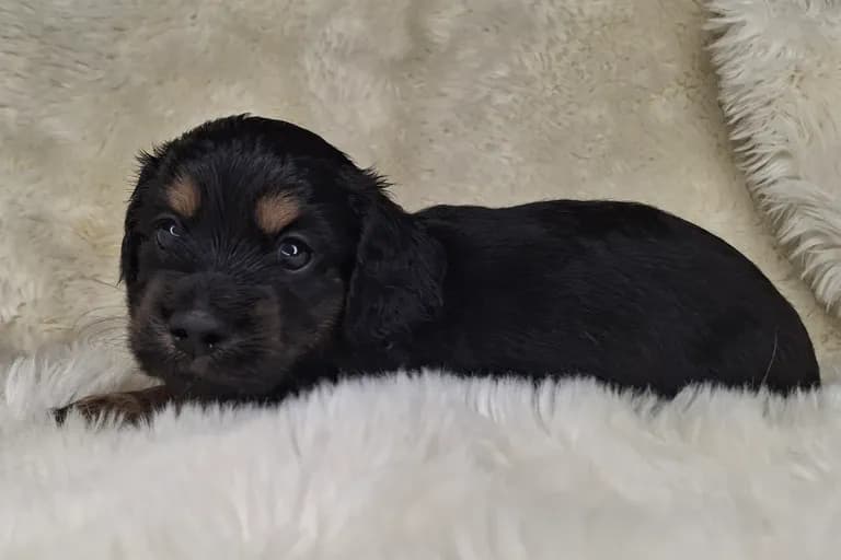 Black & Cream Longhair Male 1