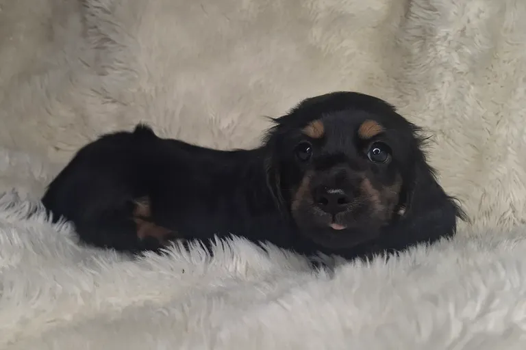 Black & Cream Longhair Male 1