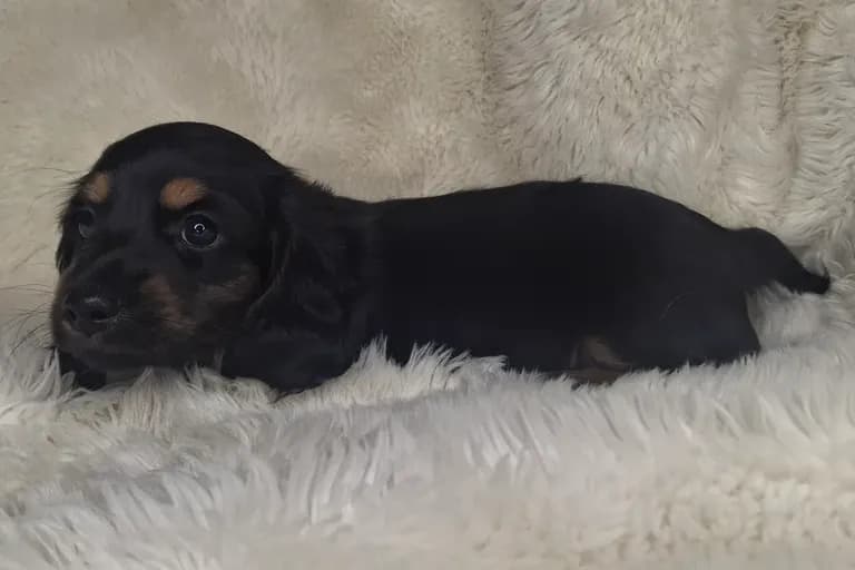 Black & Cream Longhair Male 1