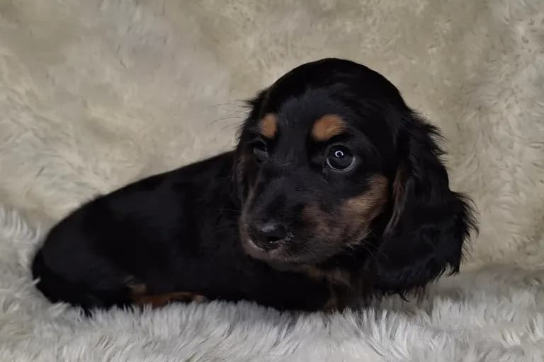 Black & Cream Longhair Male 1