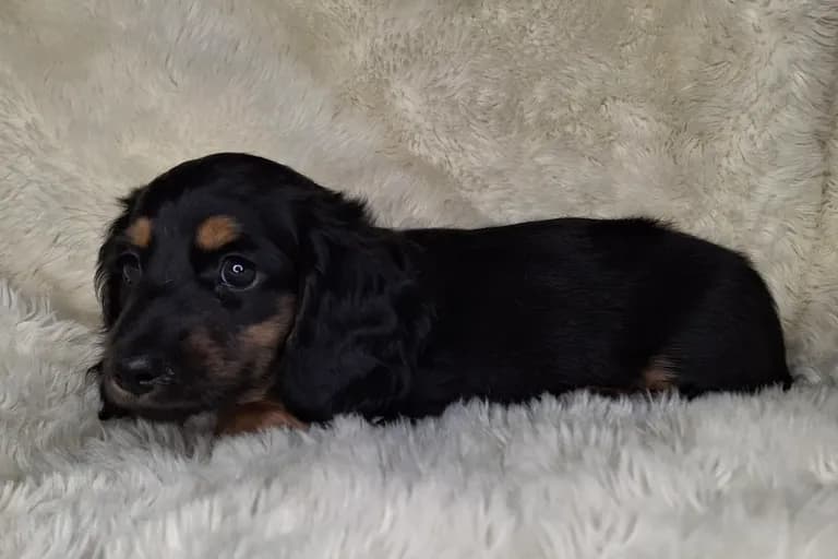 Black & Cream Longhair Male 1