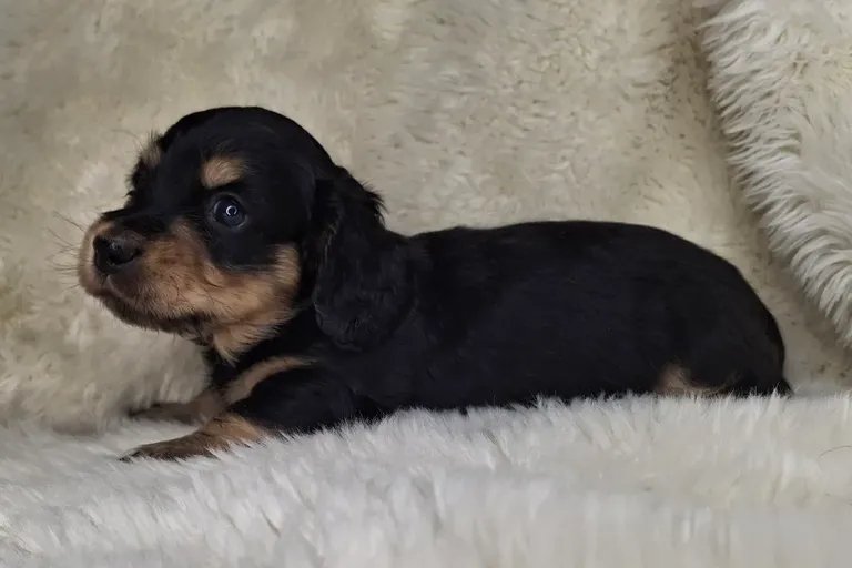 Black & Cream Longhair Male 2